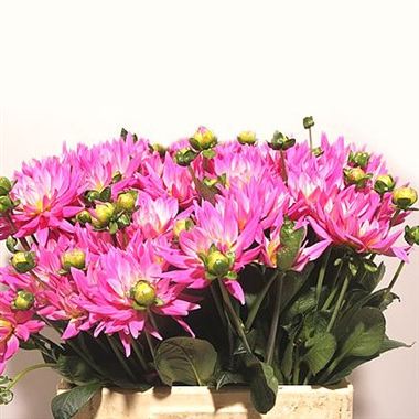 Dahlia karma pink corona