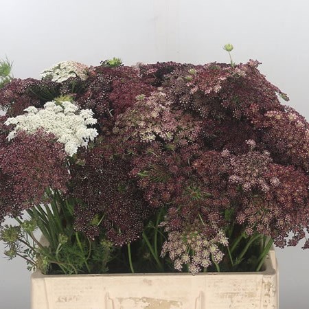 Daucus Carota