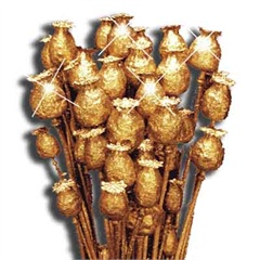 Gold Poppy Head Picks