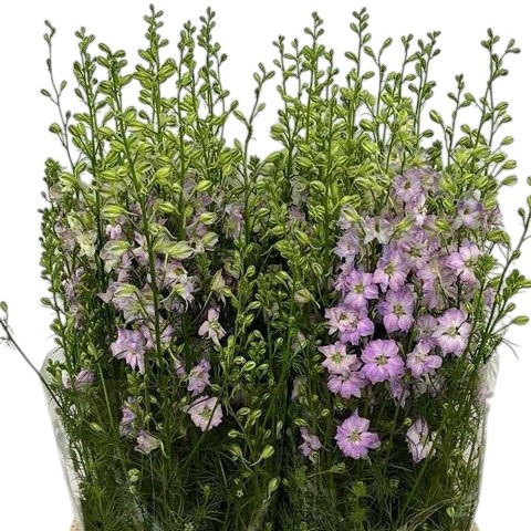 Delphinium AJA Larkspur Lavender