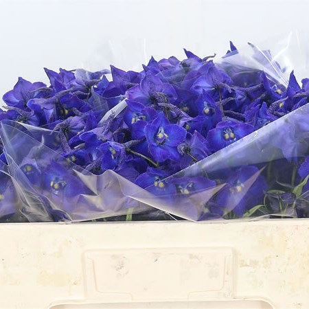 Delphinium Atlantis