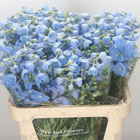 Delphinium Ballkleid