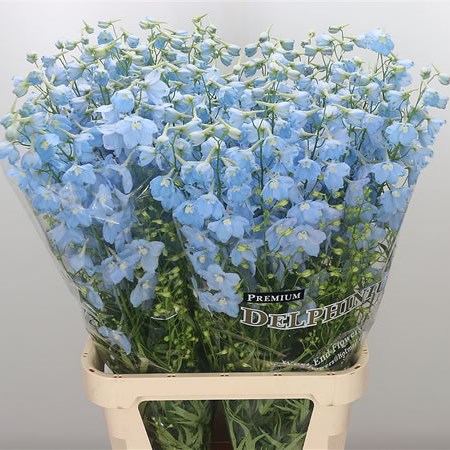Delphinium Ballkleid