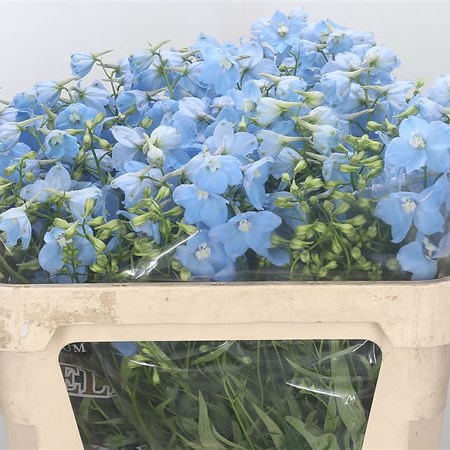 Delphinium Ballkleid
