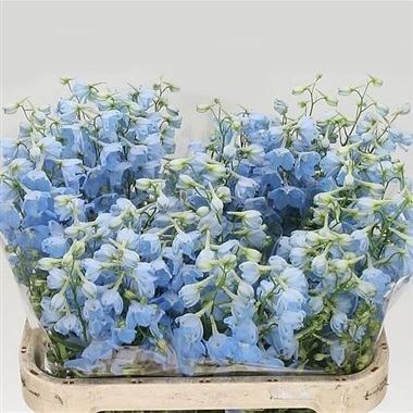 Delphinium Ballkleid