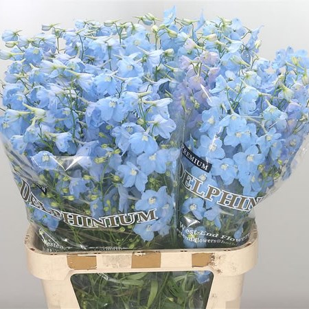 Delphinium Ballkleid