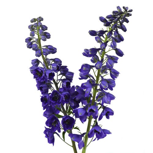 Delphinium Black Knight