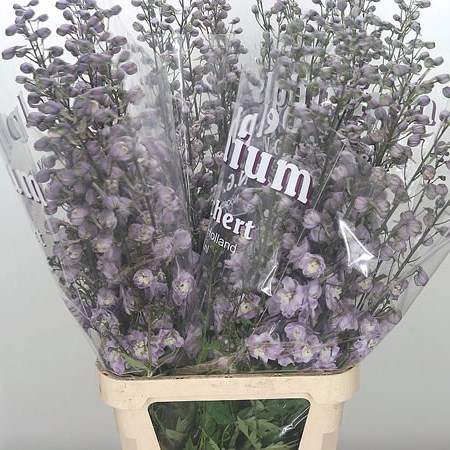 Delphinium Dewi Flamingo