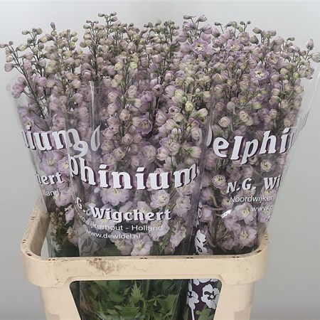 Delphinium Dewi Flamingo