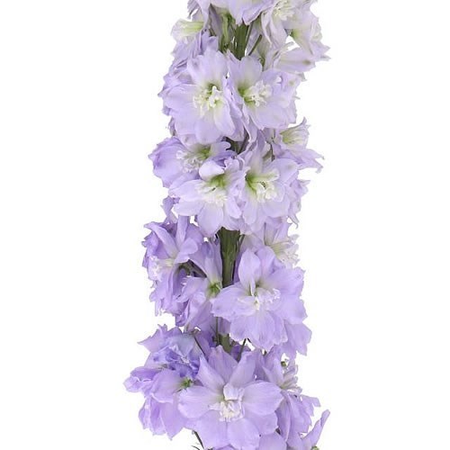 Delphinium Dewi Impressive