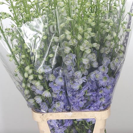 Delphinium Dewi Impressive Lilac