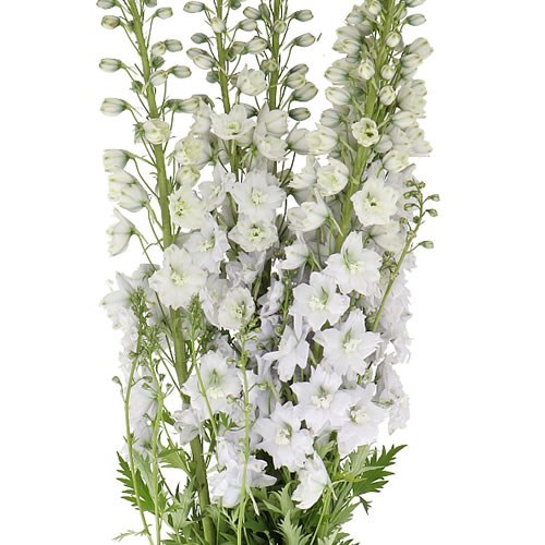 Delphinium Dewi Impressive White