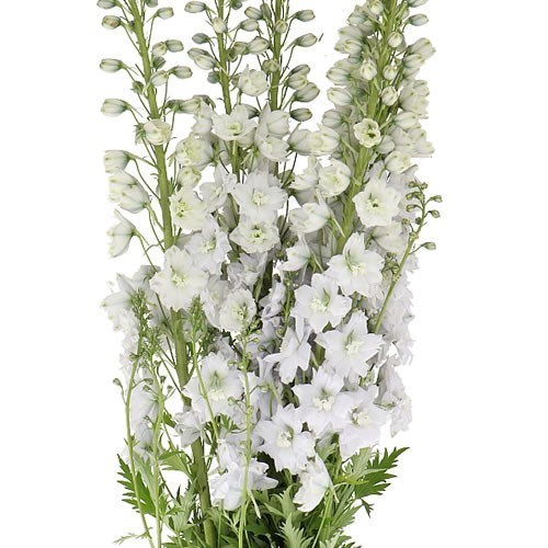Delphinium Dewi Impressive White