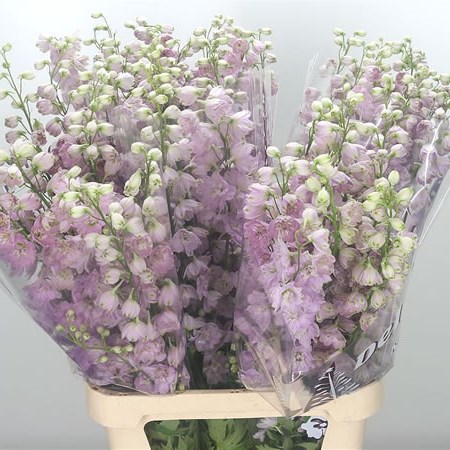 Delphinium Dewi Lady