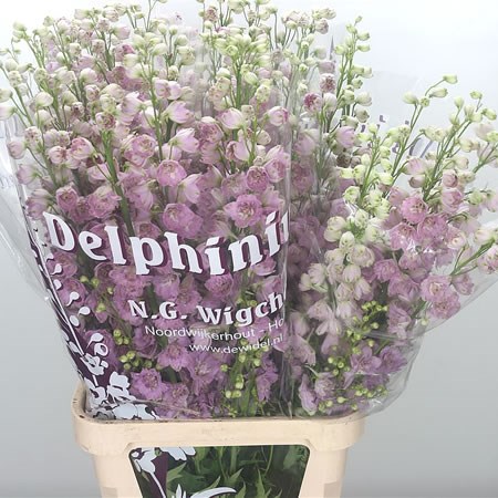 Delphinium Dewi Lady