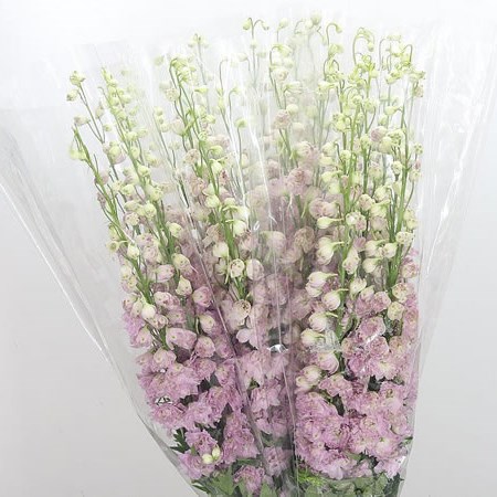 Delphinium Dewi Lady