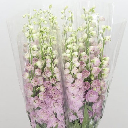 Delphinium Dewi Lady