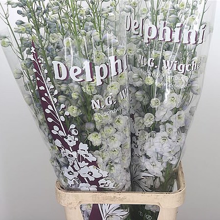 Delphinium Dewi New Amsterdam