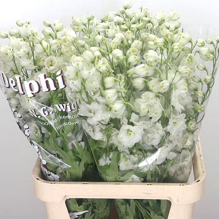 Delphinium Dewi Siberia