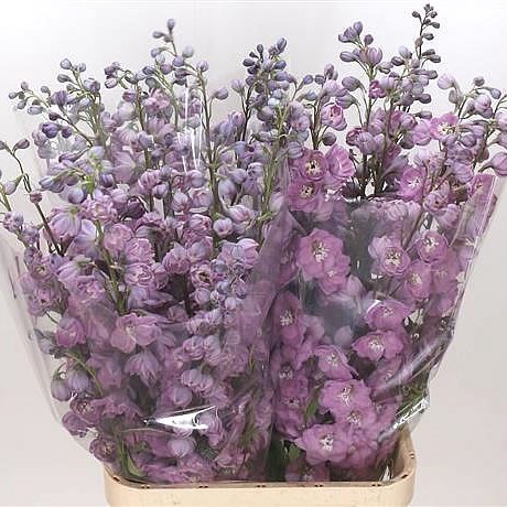 Delphinium Dewi Sweet Heart