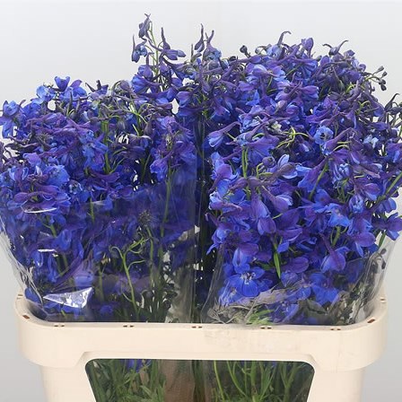 Delphinium Donna