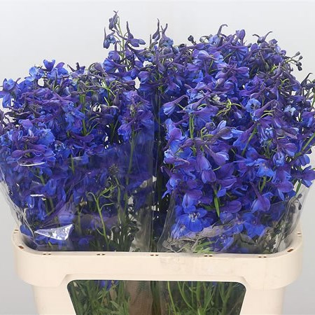 Delphinium Donna