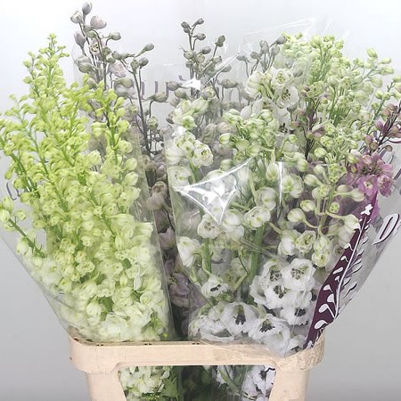 Delphinium Elatum Mix (Cols May Vary)