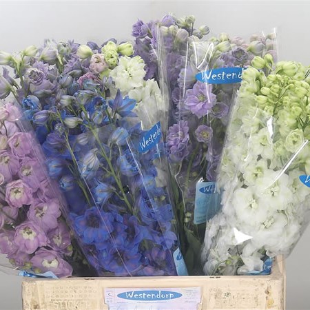 Delphinium Elatum Mix (Cols May Vary)
