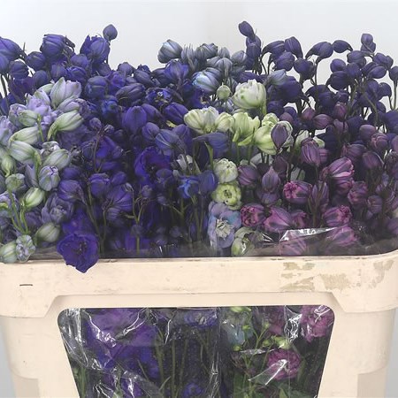 Delphinium Elatum Mix (Cols May Vary)