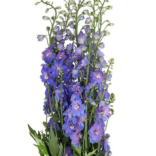 Delphinium Guardian Blue