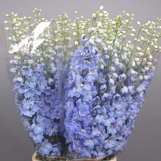 Delphinium Ivor's Arrow