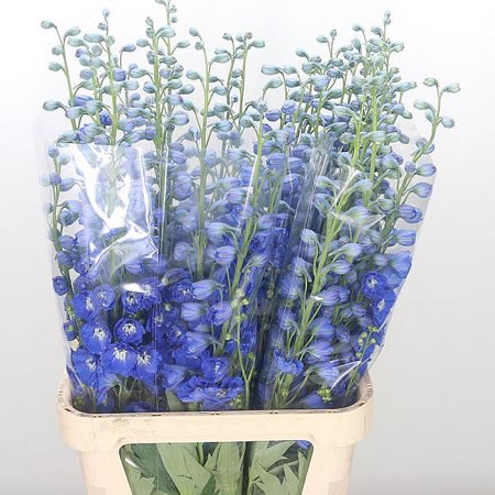 Delphinium Kings Blue Arrow