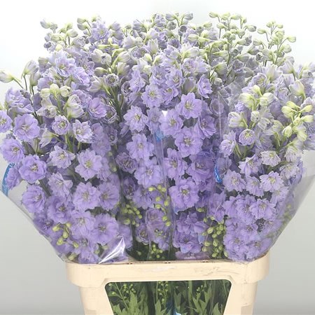 Delphinium Kissi Blush Lilac