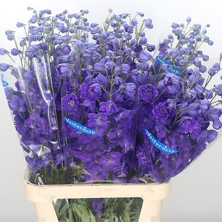 Delphinium Kissi Dark Purple