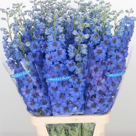 Delphinium Kissi Jeans Blue