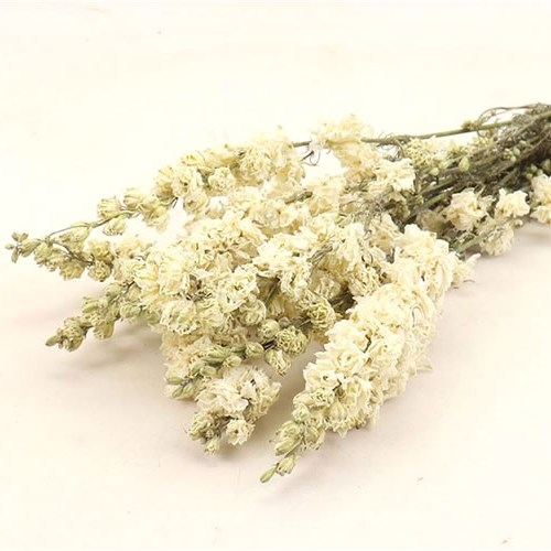 Delphinium Larkspur White - Dried