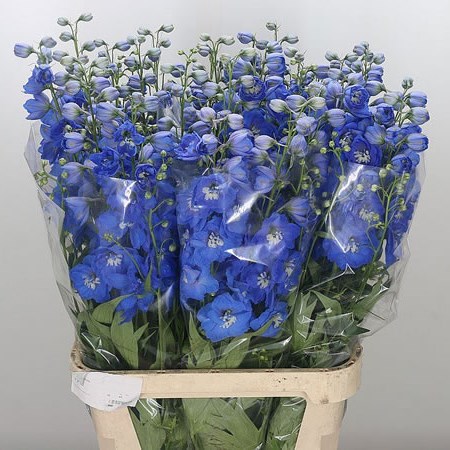 Delphinium Morninglight