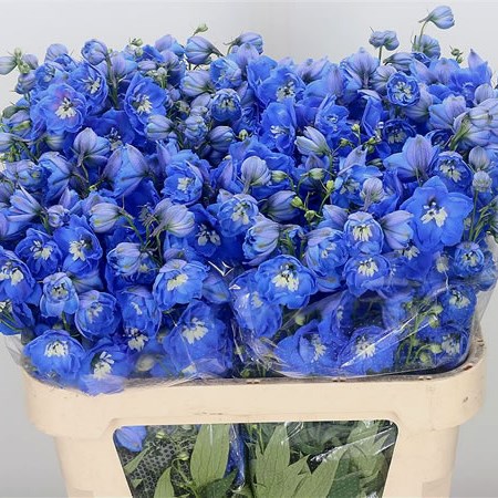 Delphinium Morninglight