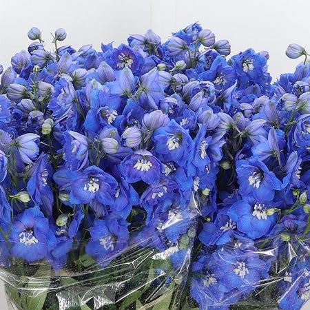 Delphinium Morninglight