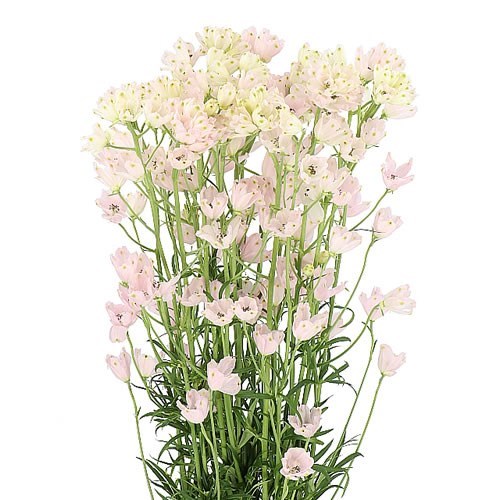 Delphinium Morpho Sugar Pink
