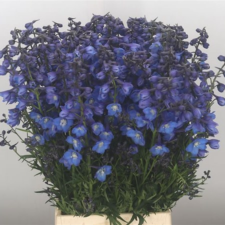 Delphinium Neds Dievera