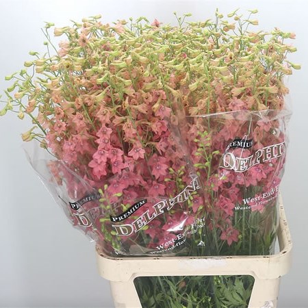 Delphinium Peach Sensation