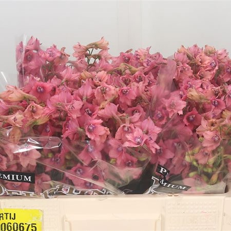 Delphinium Peach Sensation