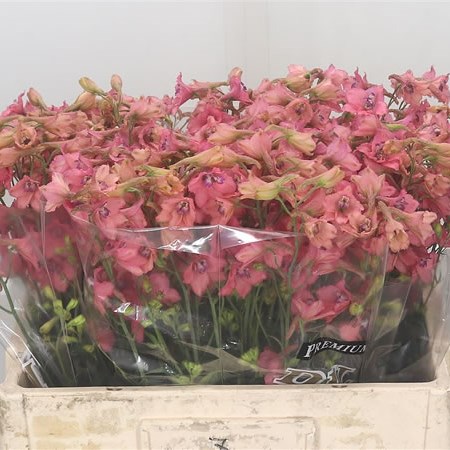 Delphinium Peach Sensation