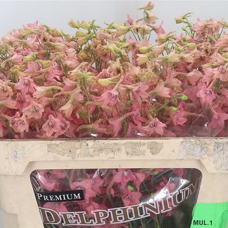 Delphinium Peach Sensation