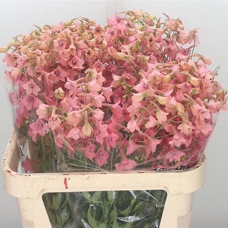 Delphinium Peach Sensation