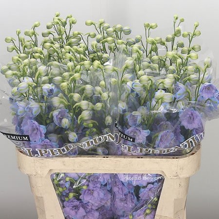 Delphinium Sarita