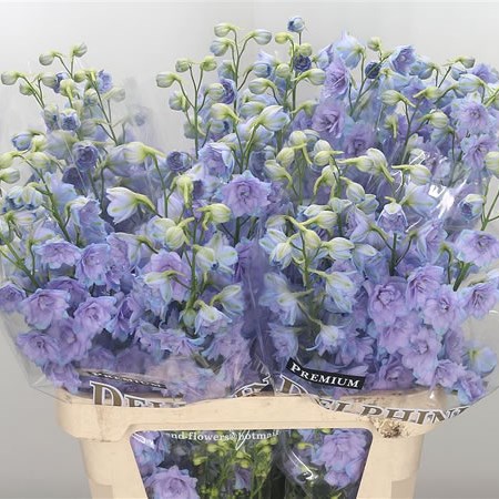 Delphinium Sarita