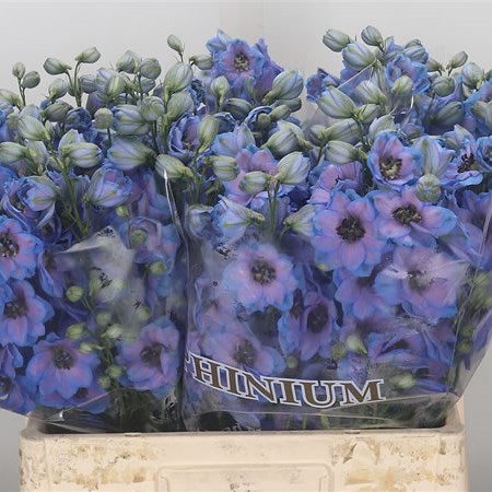 Delphinium Skyfall
