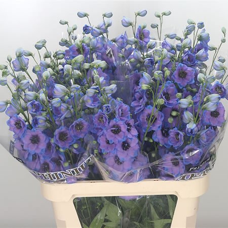 Delphinium Skyfall